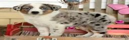 Australian Shepherd dogs for sale: Jasper - Ad 1