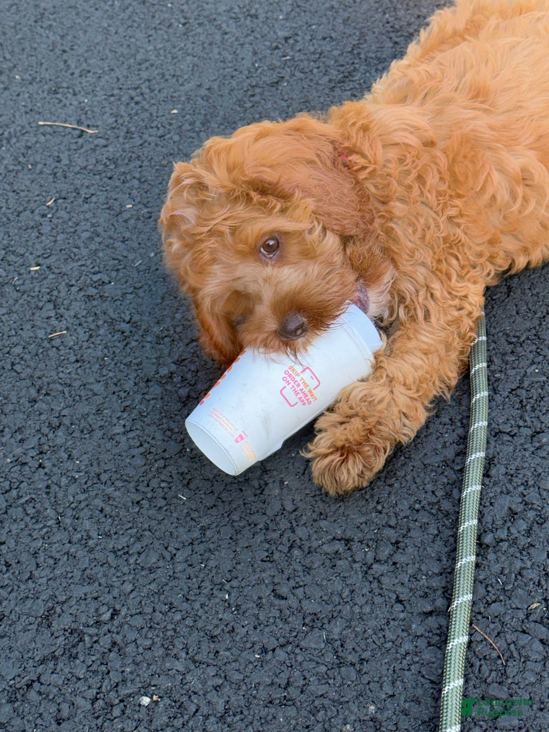 Cavapoo dogs for sale: Cavapoo Puppy 1 - Ad 6