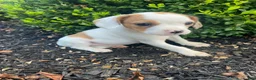 Mixed Breed dogs for sale: Annie - Ad 12