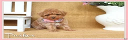 Toy Poodle dogs for sale: Parker - Ad 1