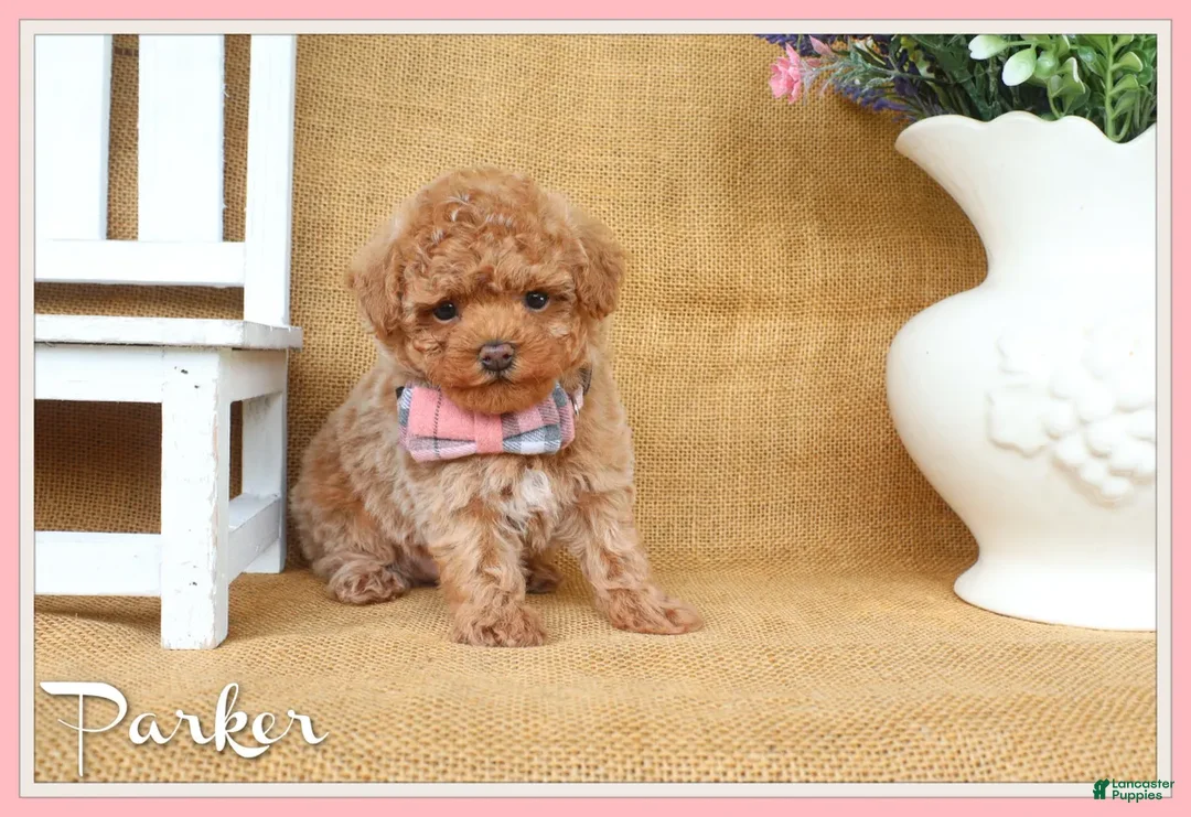 Toy Poodle dogs for sale: Parker - Ad 1