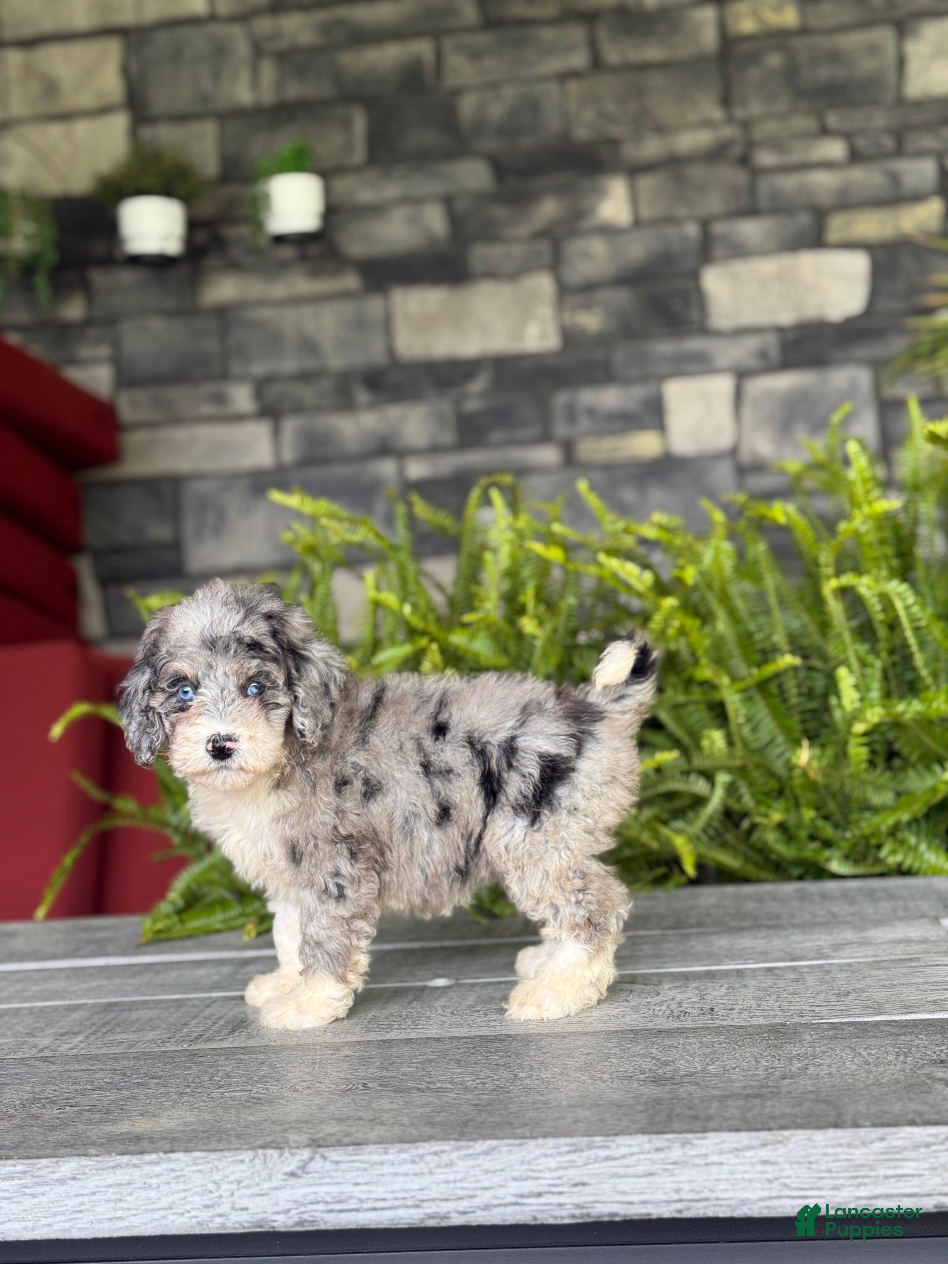 Double Doodle dogs Lady Jane - Ad 1