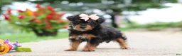 Yorkiepoo dogs for sale: Riot - Ad 6