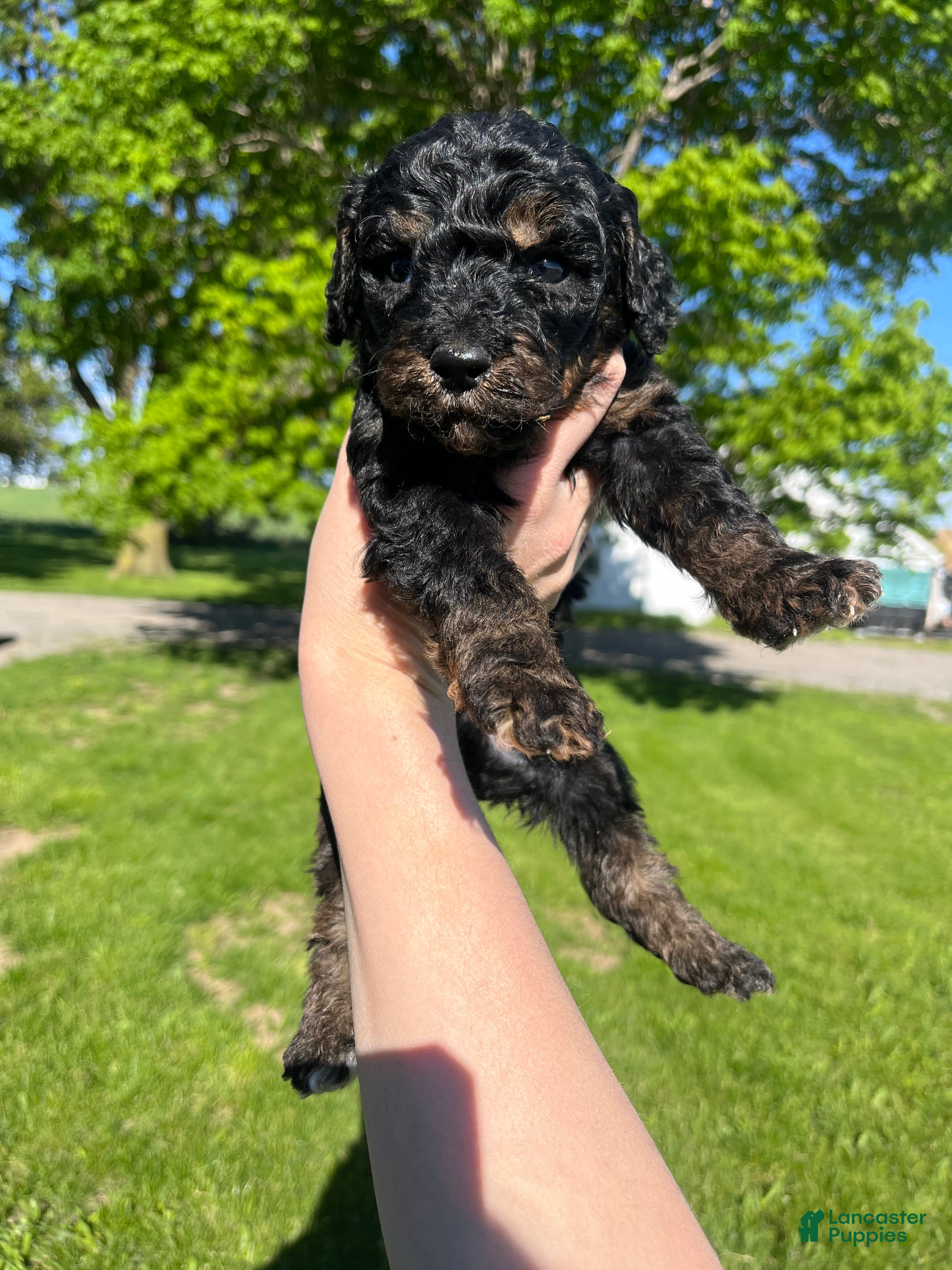 Goldendoodle dogs Green - Ad 1