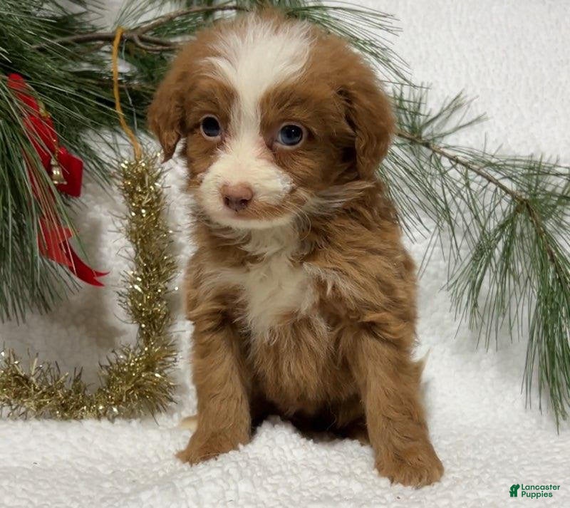 Mini Bernedoodle dogs Jingle - Ad 11