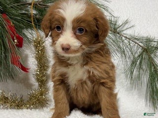 Mini Bernedoodle dogs Jingle - Ad 9