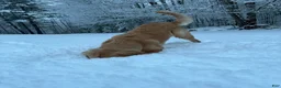 Golden Retriever dogs for sale: Golden Retriever 1 - Ad 17