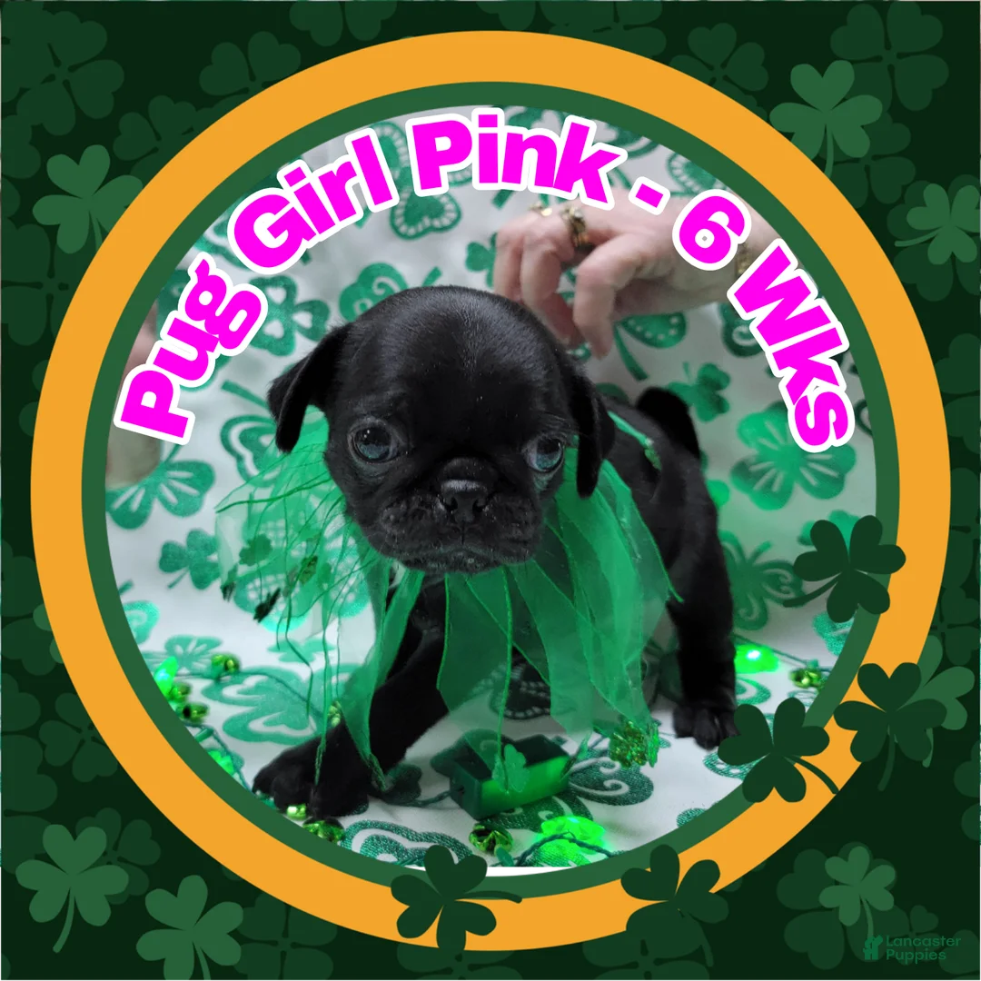Pug dogs for sale: Pug Puppy Girl Pink - Ad 2
