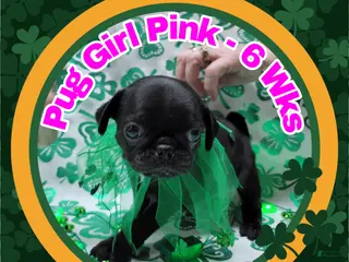 Pug dogs Pug Puppy Girl Pink - Ad 41