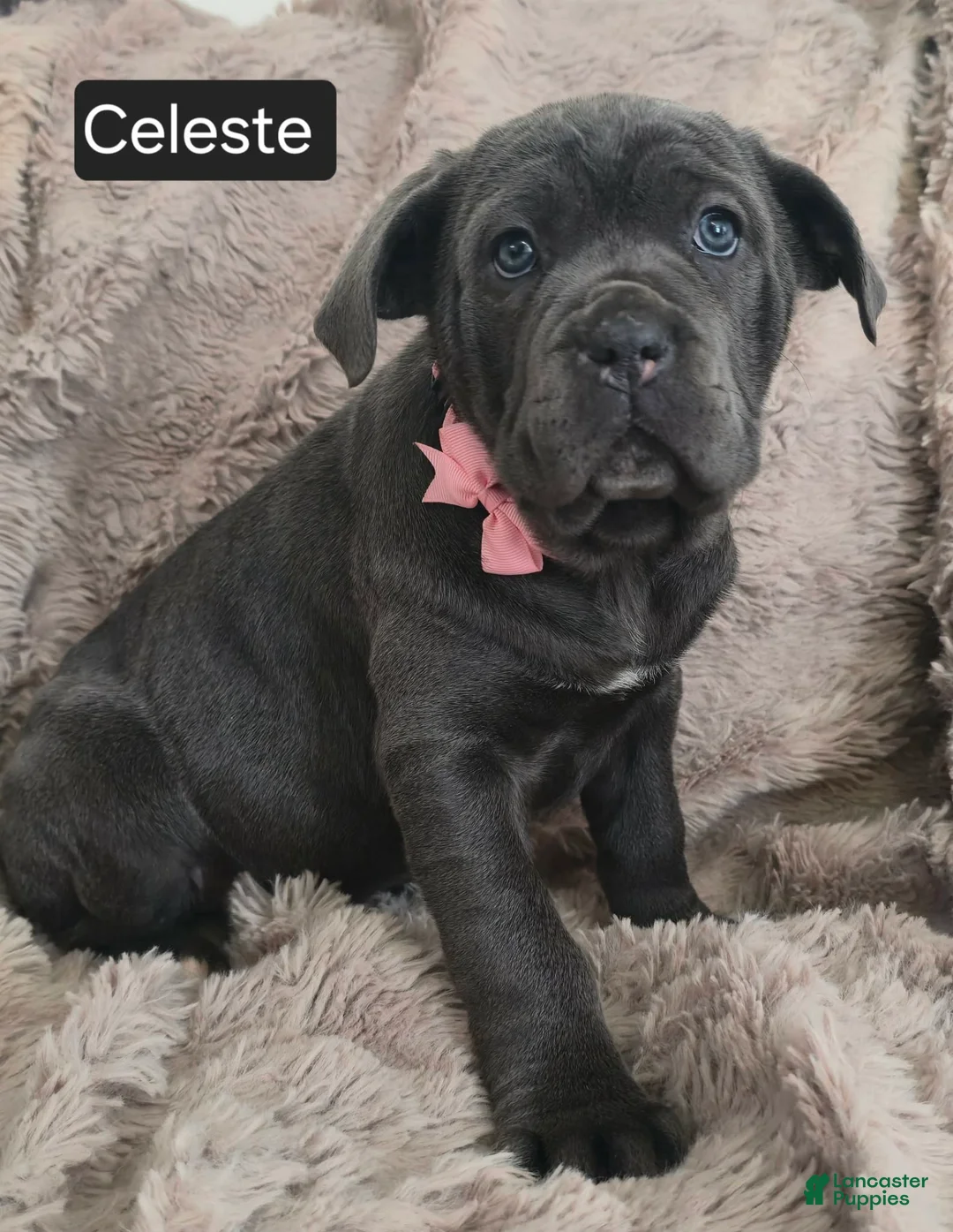 Cane Corso dogs for sale: Celeste - Ad 8