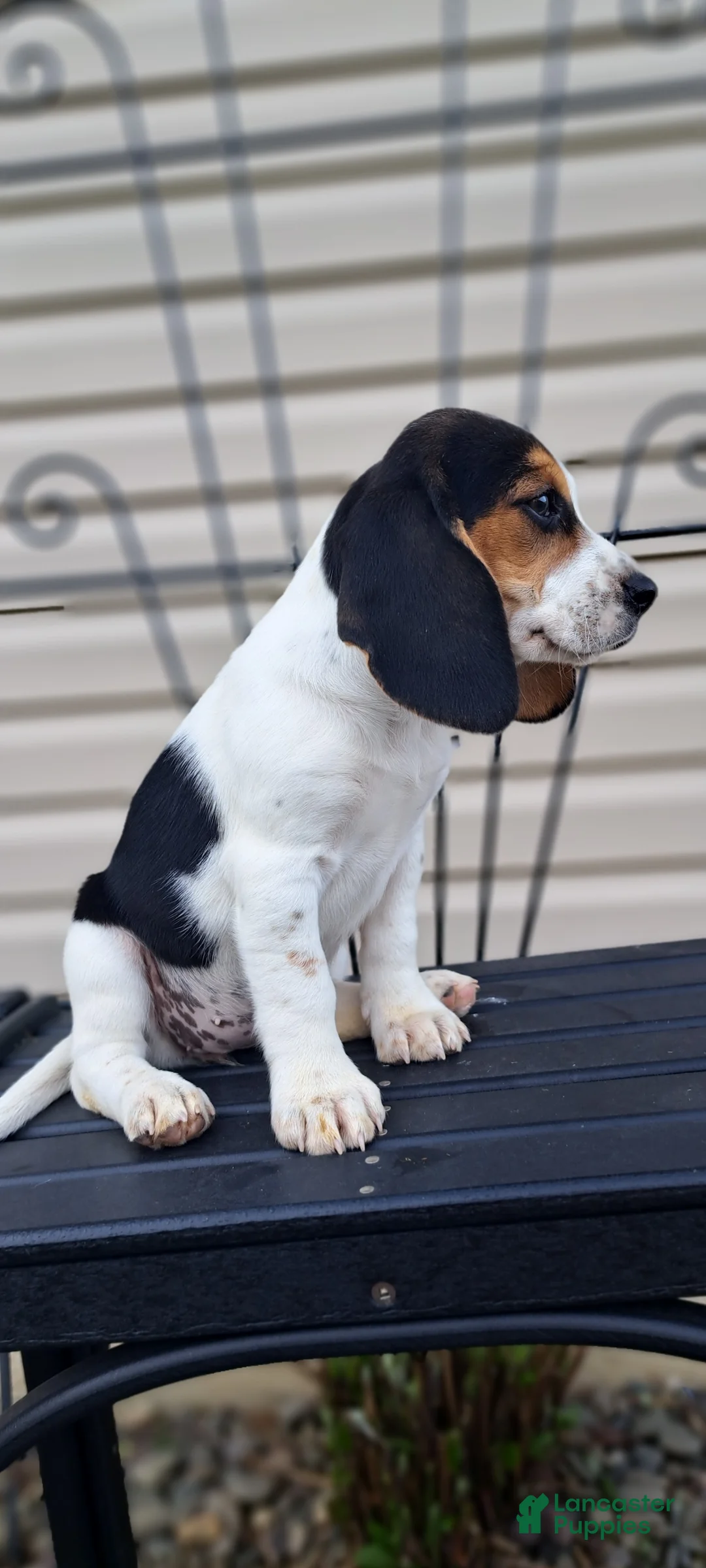 Beagle dogs for sale: GINGER - Ad 5