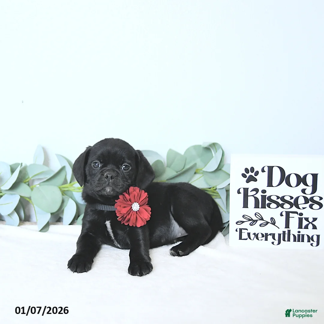 Puggle dogs for sale: Gracie - Ad 2