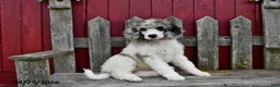 Standard Poodle dogs for sale: Rosie - Ad 3