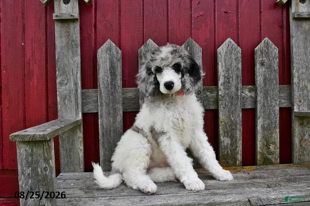 Standard Poodle dogs for sale: Rosie - Ad 3