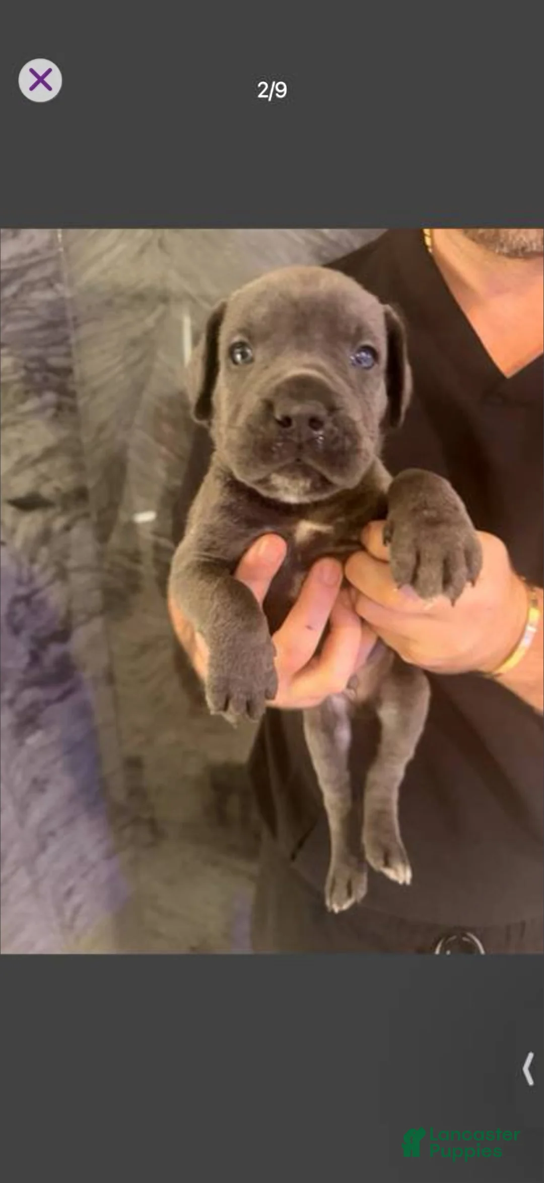 Cane Corso dogs for sale: Cane Corso 1 - Ad 1