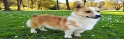Welsh Corgi Pembroke dogs for sale: Morocco - Ad 8