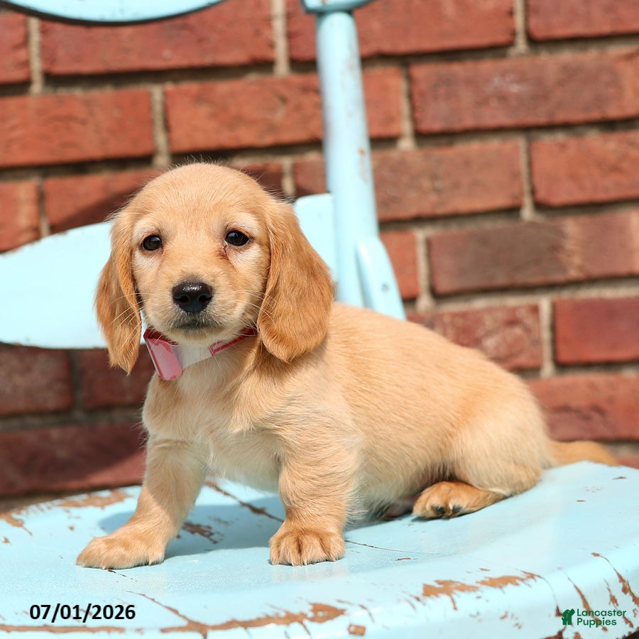 Miniature Dachshund dogs Lance - Ad 2