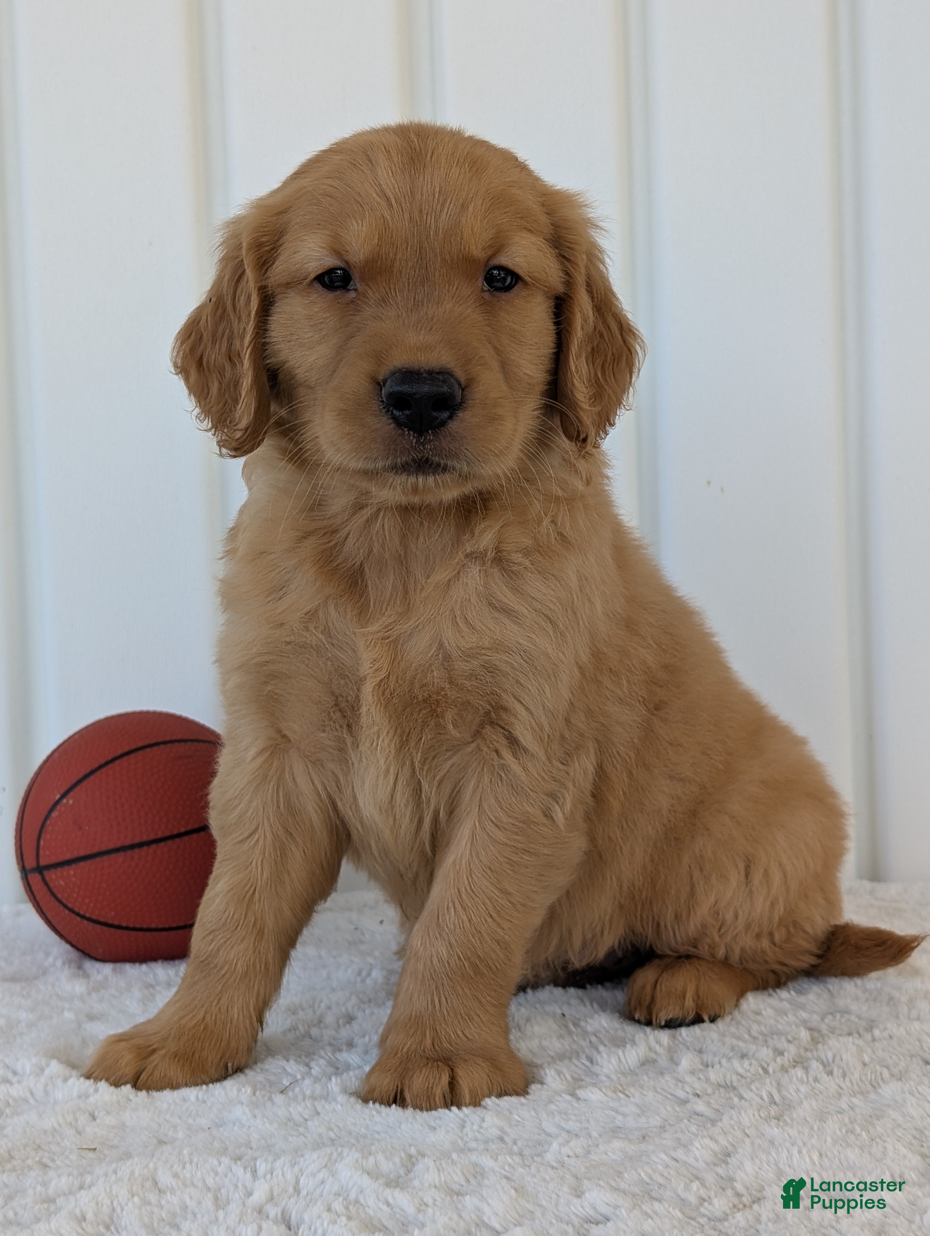 Golden Retriever Mix Flat Coated Retriever Puppies Near Me