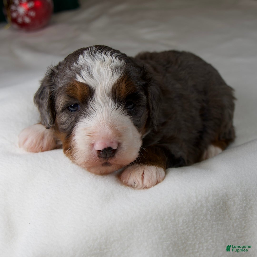 Mini Bernedoodle dogs for sale: Glory Girl - Ad 1