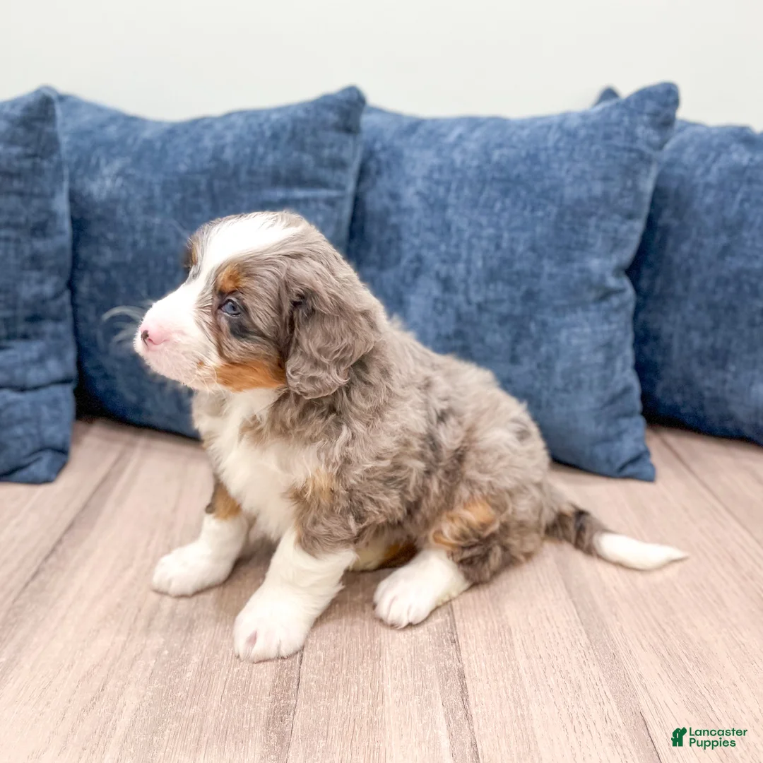 Mini Bernedoodle dogs for sale: Baxter - Ad 7