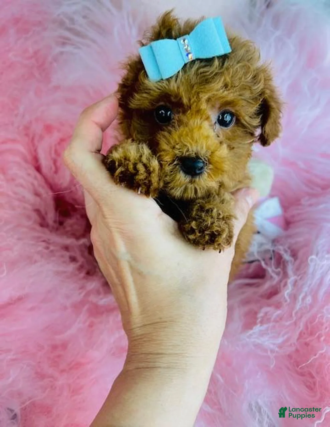 Toy Poodle dogs for sale: Toy Poodle Puppy 1 - Ad 1