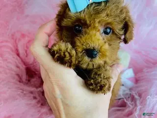 Toy Poodle dogs Toy Poodle Puppy 1 - Ad 22