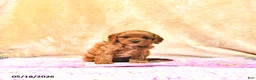 Cavapoo dogs for sale: Millie - Ad 3