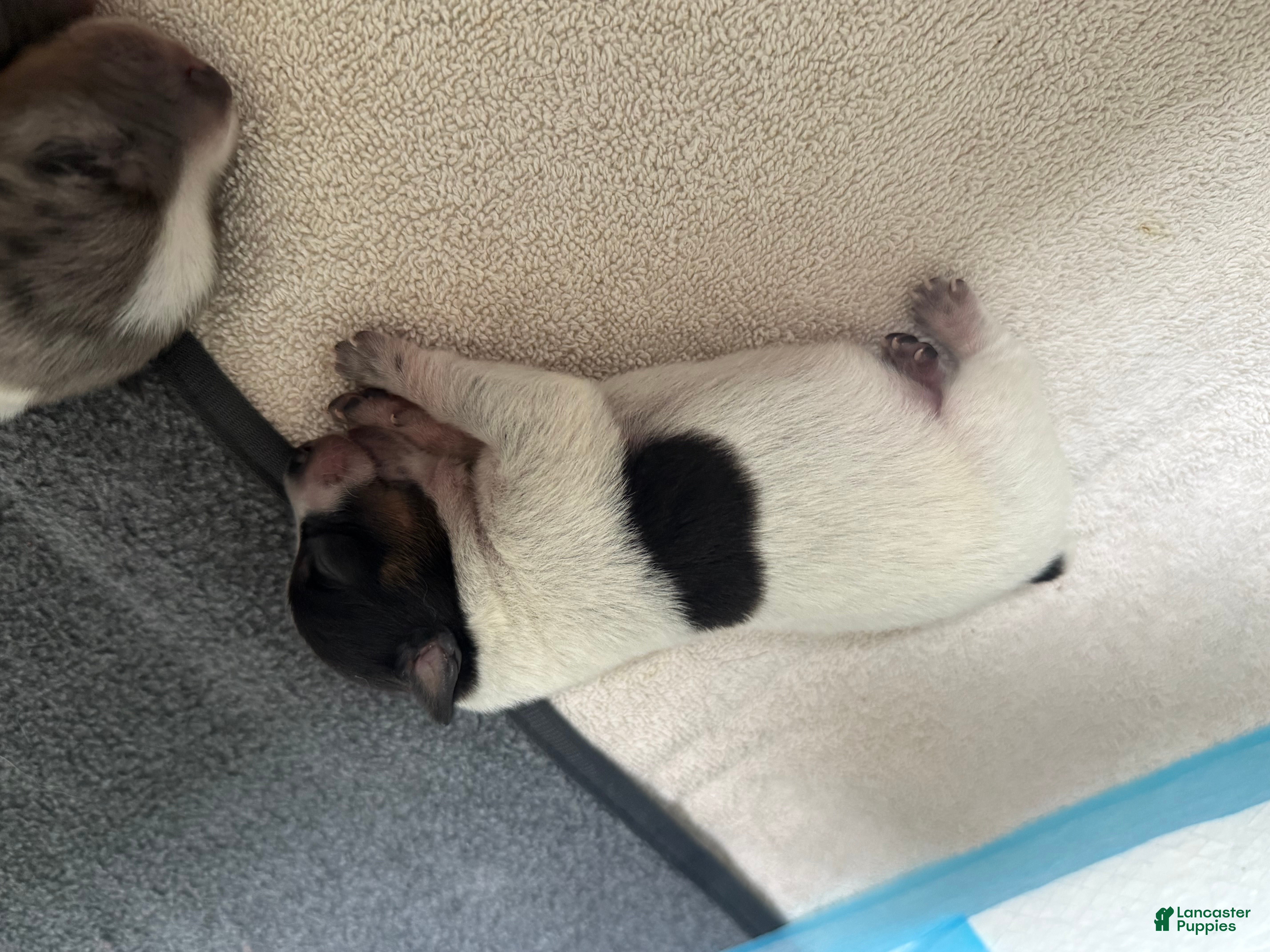 Australian Cattle Dog dogs Puppy 6 - Ad 2