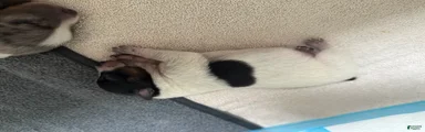 Puppy 6