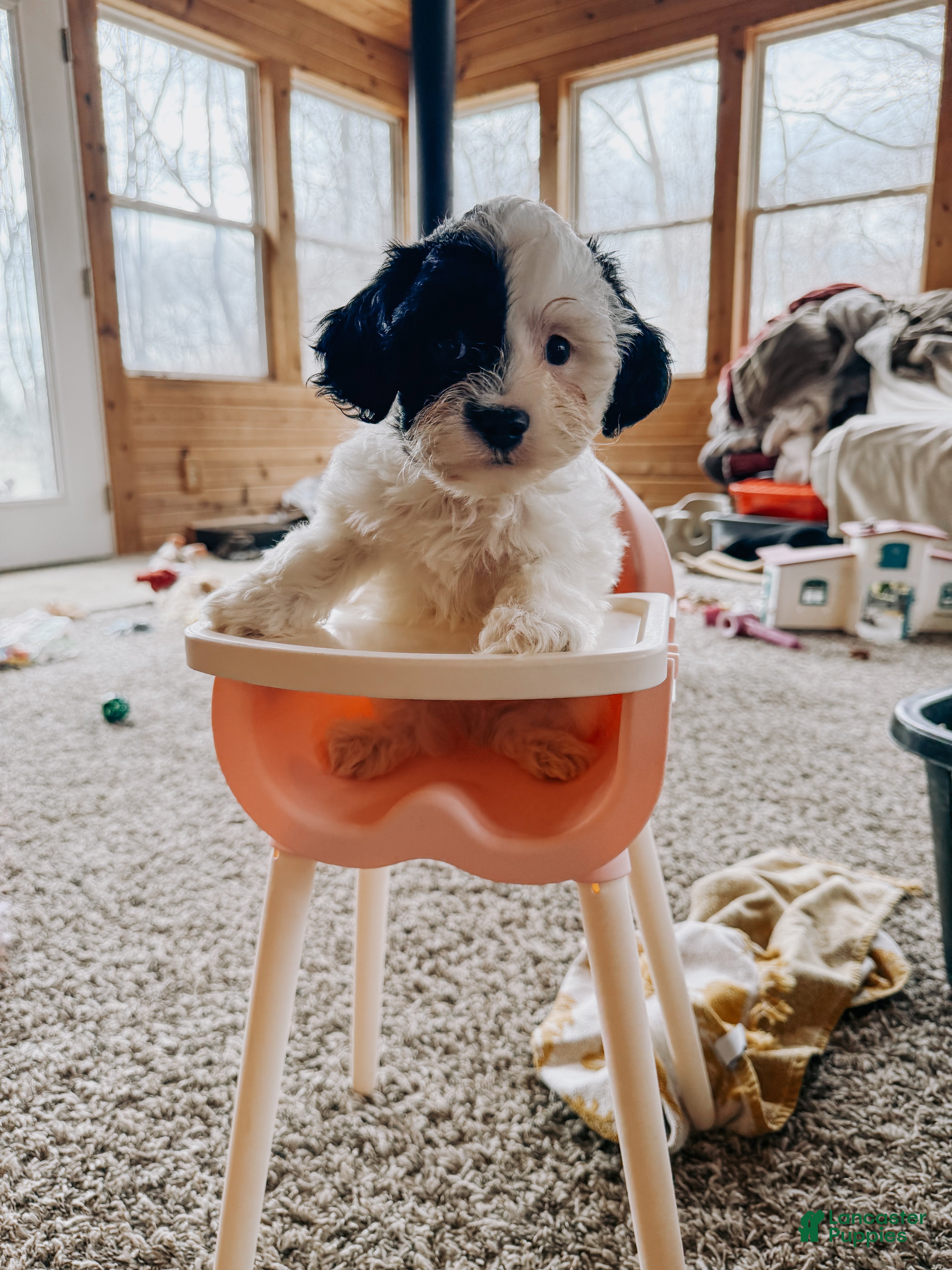 Cavapoo dogs Beck - Ad 6