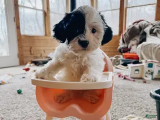 Cavapoo dogs Beck - Ad 6