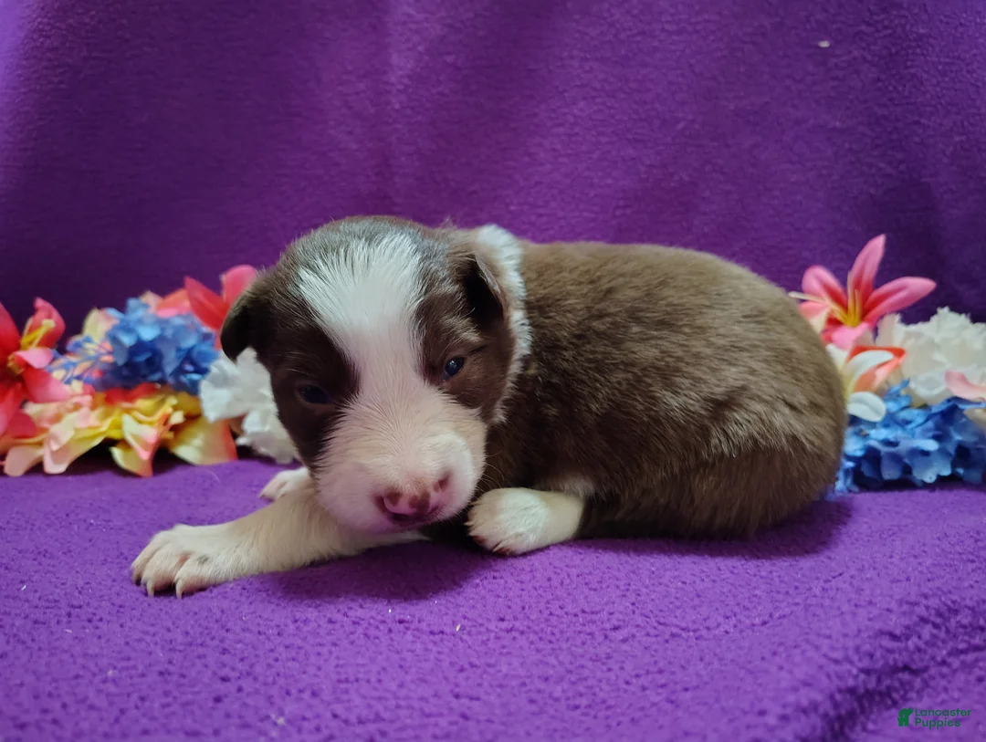 Border Collie dogs for sale: Chichi - Ad 4
