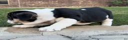 English Bulldog dogs for sale: Marley - Ad 11
