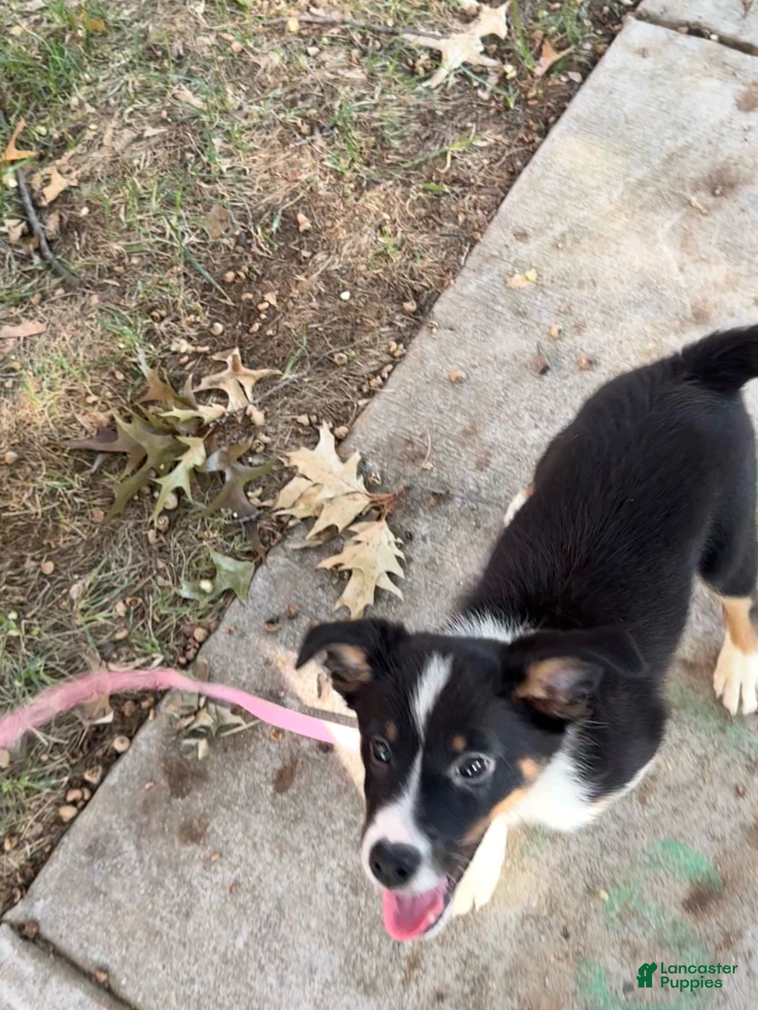 Mixed Breed dogs Amy - Ad 8