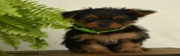 Shorkie dogs for sale: Lamar - Ad 5