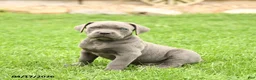 Cane Corso dogs for sale: Scott - Ad 3