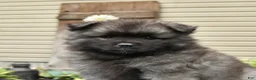 Keeshond dogs for sale: Silver - Ad 3