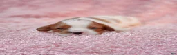 Cavalier King Charles Spaniel dogs for sale: AKC Rosie - Ad 4
