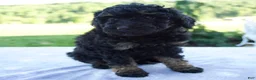 Mini Bernedoodle dogs for sale: Faith - Ad 2