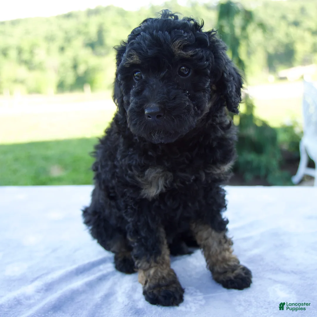 Mini Bernedoodle dogs for sale: Faith - Ad 2