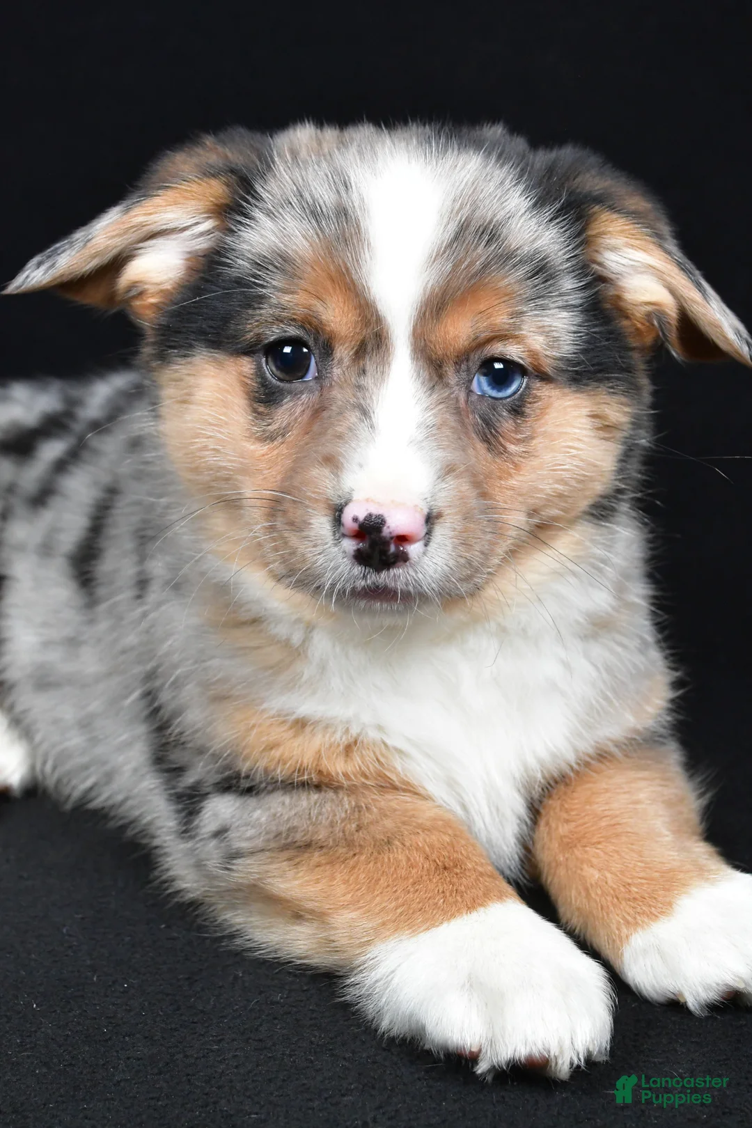 Mixed Breed dogs for sale: Cassidy - Ad 2