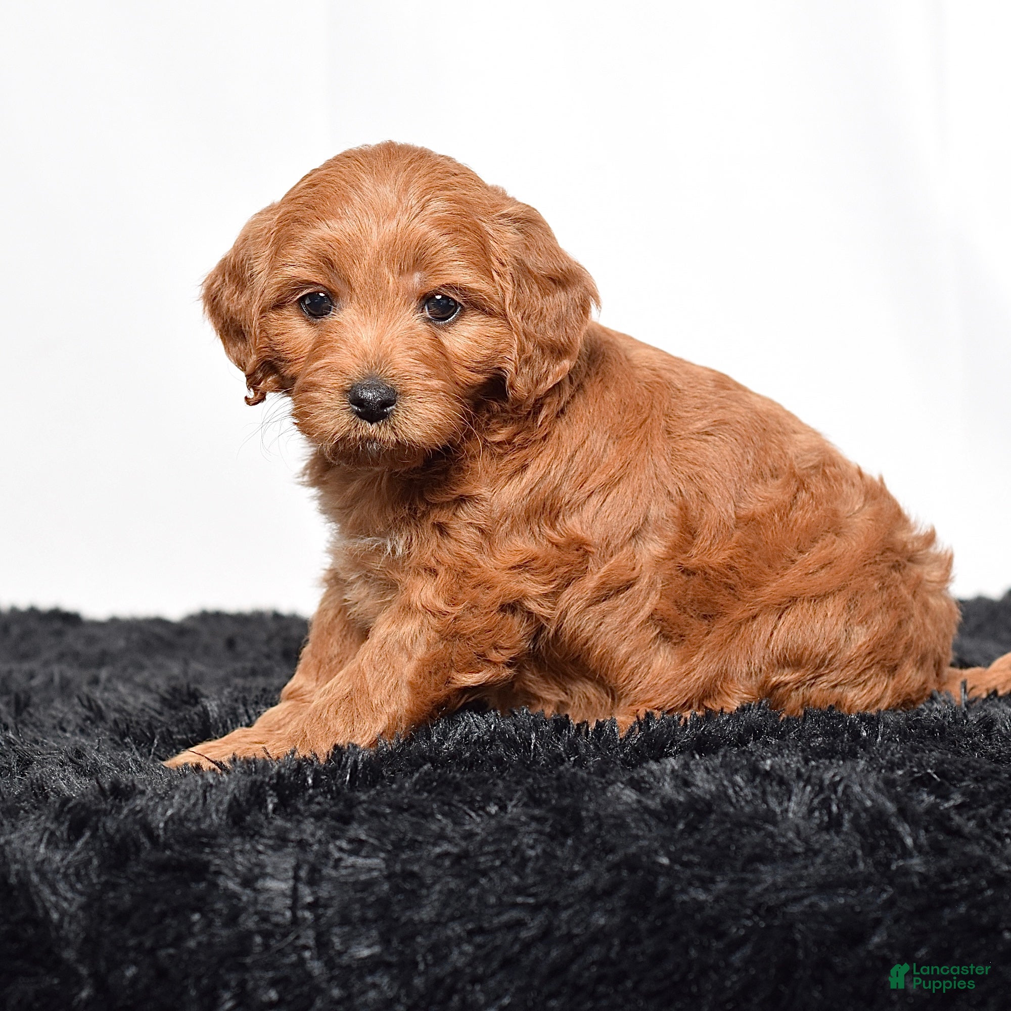 Mini Goldendoodle dogs for sale:  Macy - Ad 4