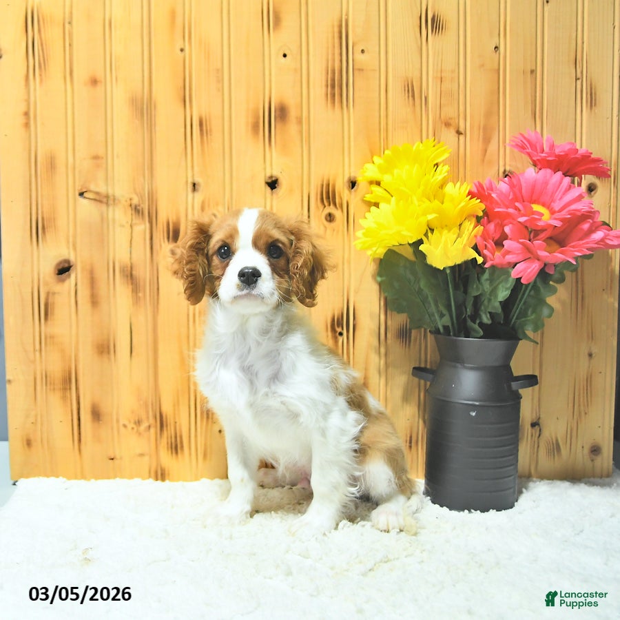Cavalier King Charles Spaniel dogs Cooper - Ad 2