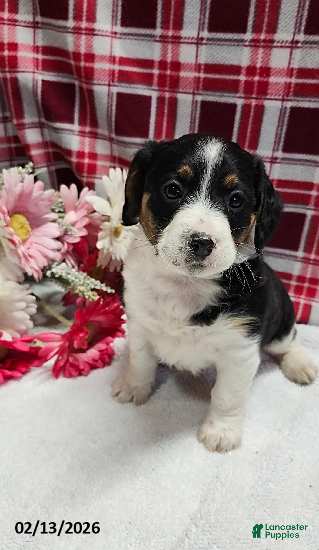 Mixed Breed dogs for sale: Prince   - Ad 1