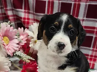 Mixed Breed dogs Prince - Ad 23