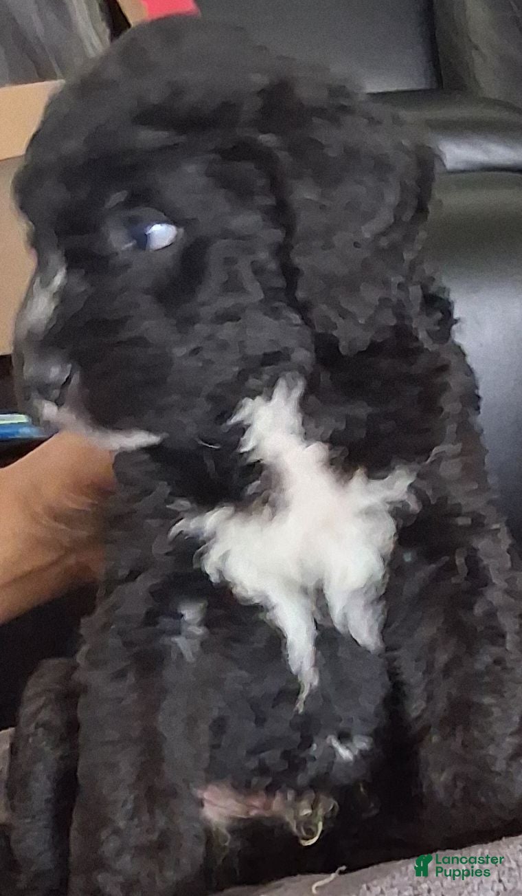 Bernedoodle dogs Bernedoodle 7 - Ad 11