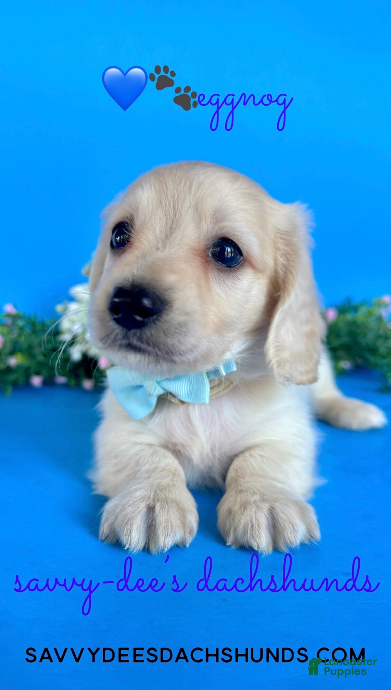Dachshund dogs Boy - Ad 1