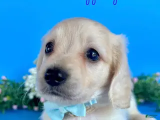 Dachshund dogs Boy - Ad 1
