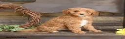 Mini Goldendoodle dogs for sale: Max - Ad 2