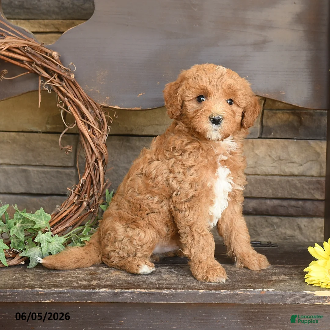Mini Goldendoodle dogs for sale: Max - Ad 2